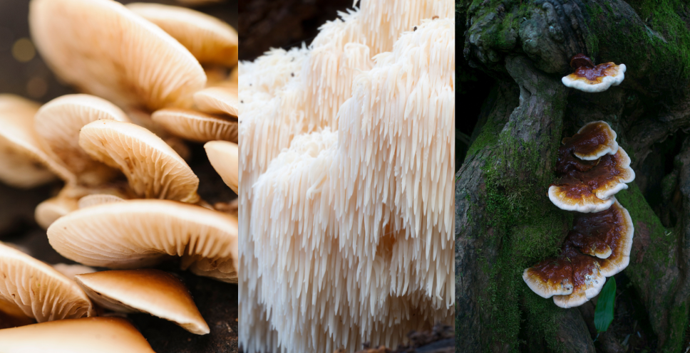 grzyby reishi, Lion’s Mane i Cordyceps